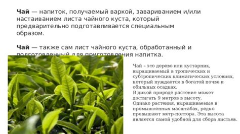 Определение наиблагоприятного времени и условий для сбора листьев растения
