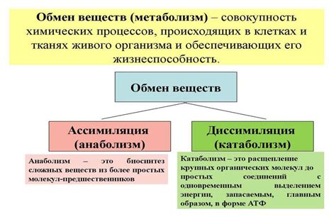 Определение наличия метастазов в организме при помощи доступных методов