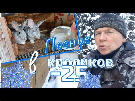 Определение объема и частоты поения у кроликов