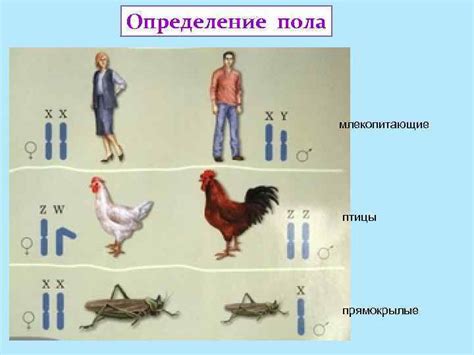 Определение пола птицы по ее помету