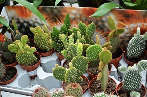 Определение суккулентных растений и их особенности
