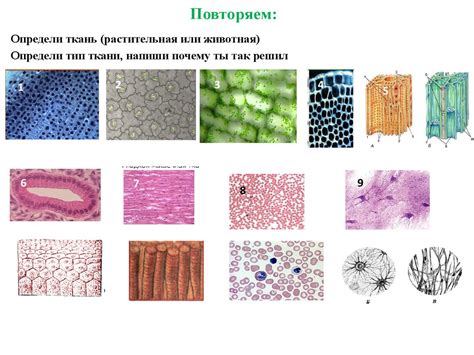 Определение типа используемой двери
