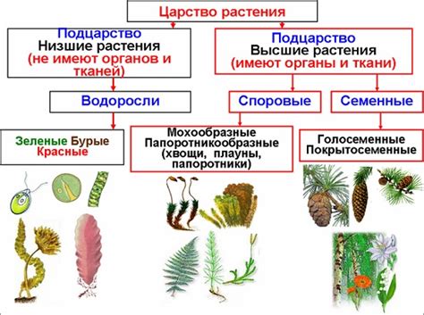 Определите вид растения и его особенности