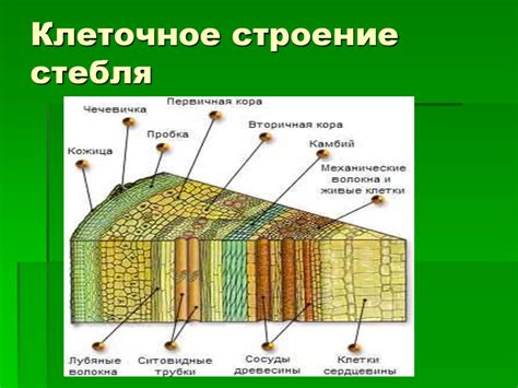 Оптимальная длина стебля: особенности его определения