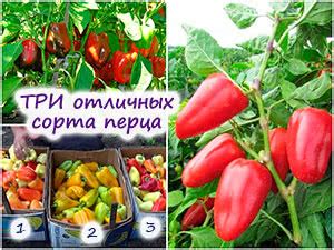 Оптимальное время для посадки купены: секреты успешного выращивания