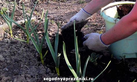 Оптимальное время для удобрения перед зимней посадкой луковицы чеснока