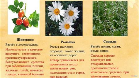 Оптимальное время и частота подрезки лишних возобновлений на растениях семейства Cucurbitaceae