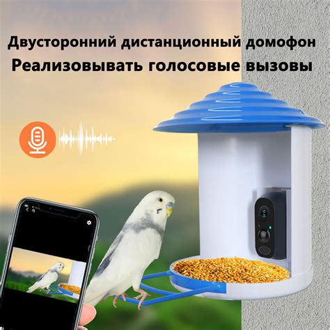 Оптимальные методы кормления птиц при помощи специальной формы кормушки