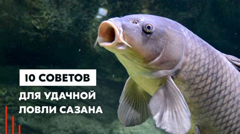 Оптимальные условия и места для удачной ловли горбуши