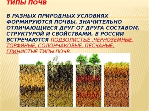 Оптимальные условия роста: правильный состав почвы и его качество
