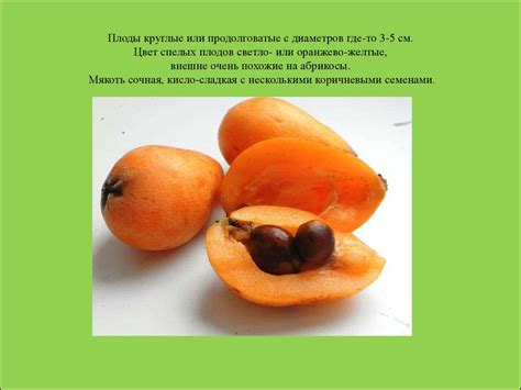 Оптимальный момент для сбора спелых плодов