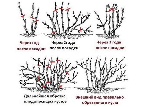 Оптимизация плодоношения смородины через правильную обрезку