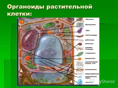 Органеллы растительной клетки и их функции