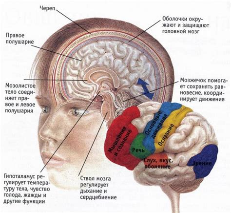 Организация и функции головного мозга