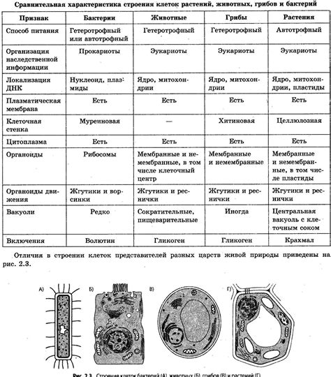 Организация клеток: сравнение структуры у животных, бактерий и грибов
