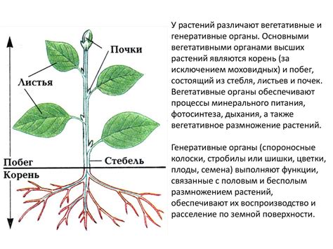 Организация перемещения субстратов у растений: плазмодвижение и его особенности