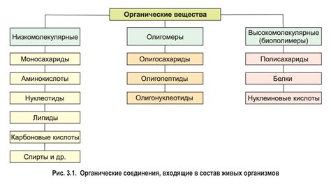 Органические вещества: основные строительные элементы живых организмов