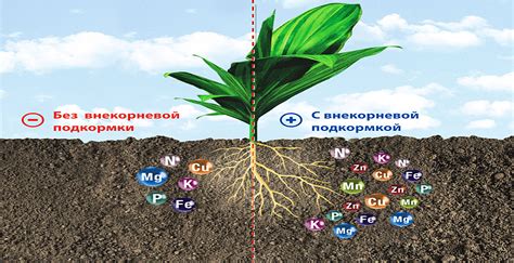 Органическое питание растений: выбор и применение удобрений