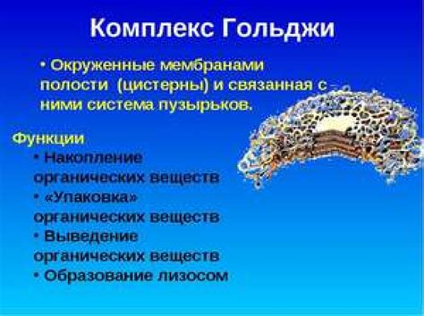 Органы вульварного комплекса: особенности и функции