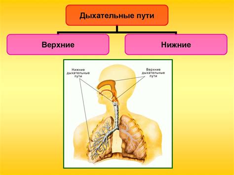 Органы дыхательной системы: роль и значение в организме