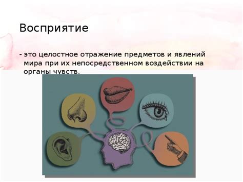 Органы чувств как первичные приемники восприятия