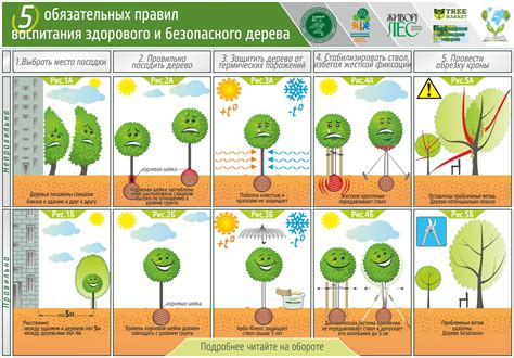 Осеннее подкармливание деревьев и кустарников: эффективные приемы и рекомендации