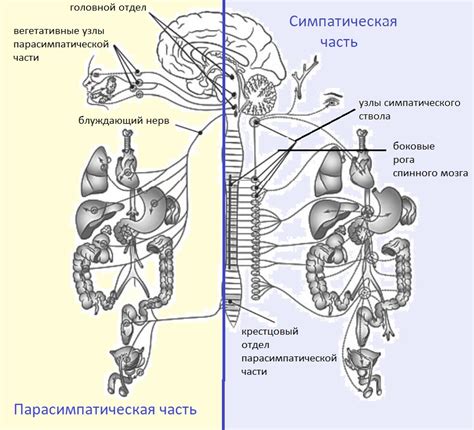 Ослабление мышц века и нервной системы