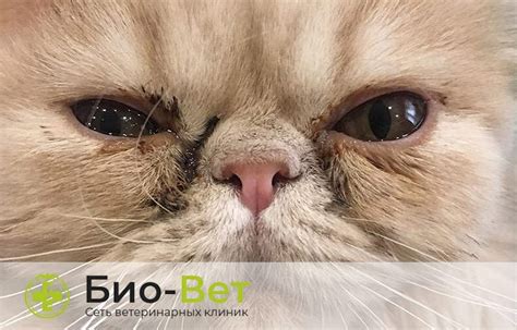 Осложнения при вытекании глаза у кошки