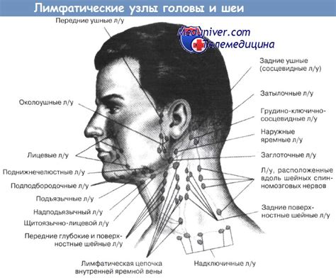 Осмотр лимфоузлов: правильная техника и ключевые моменты