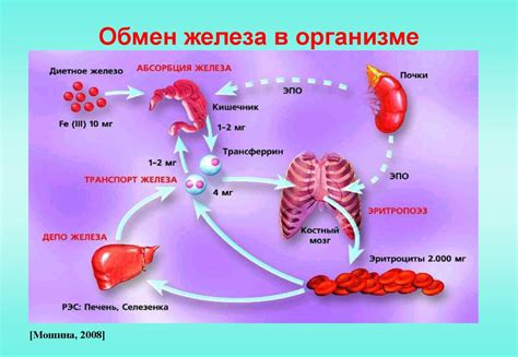 Основная клиника избытка железа в организме у представительниц прекрасного пола