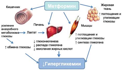 Основной механизм действия инновационного коврика-стимулятора
