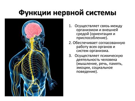 Основные аспекты исследования нервной системы у ребенка: ключевые моменты в диагностике