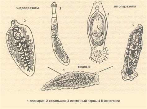 Основные виды паразитических червей и их особенности