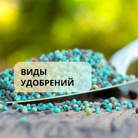 Основные виды удобрений для поддержания привлекательности чабреца
