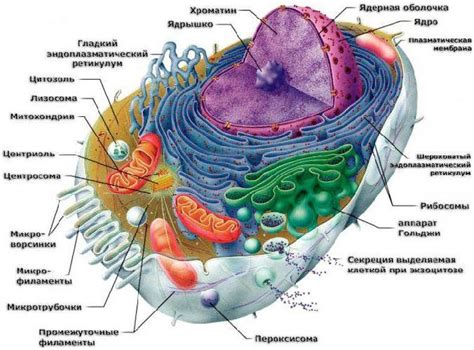 Основные компоненты и структура рибосом в живом организме