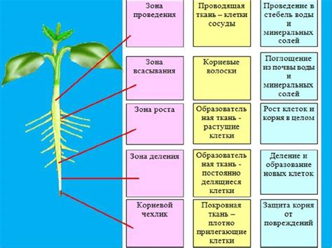 Основные компоненты растения и их функции