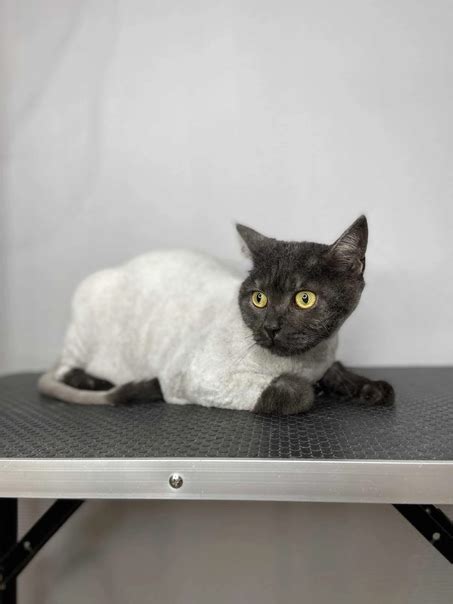 Основные нюансы экспресс линьки, которые должны знать все кошки