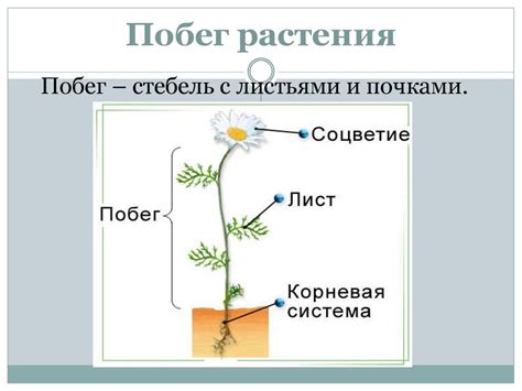 Основные органы, участвующие в процессе глюконеогенеза