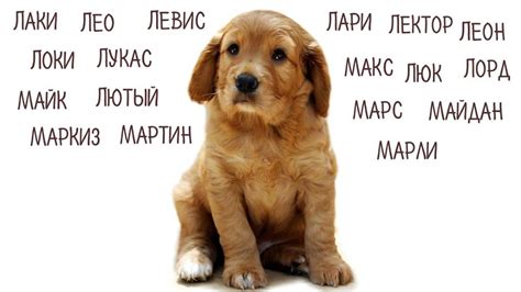 Основные правила выбора клички для питомца данной породы собак