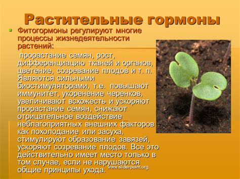 Основные признаки отбора растений для улучшения почвы после использования щавеля