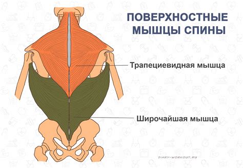 Основные признаки формирования опухоли на верхней части спины у представительниц прекрасного пола