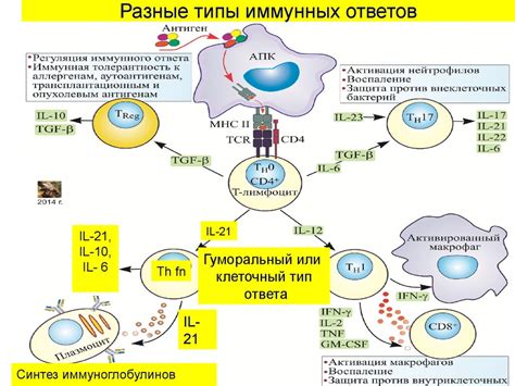 Основные принципы и механизмы действия пептидов