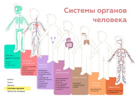 Основные принципы и цель искусственной респирации: взаимодействие с дыхательной системой организма