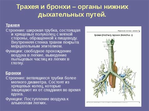 Основные принципы лечения секреции из дыхательных гортани и проникновения воздуха в бронхи