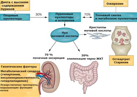 Основные принципы уменьшения концентрации мочевой кислоты в организме