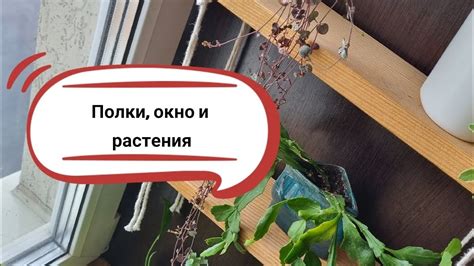 Основные принципы ухода за растениями на окне: ключ к их благополучию