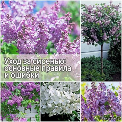 Основные принципы ухода за сиренью-трещину внутрифиолетового дома