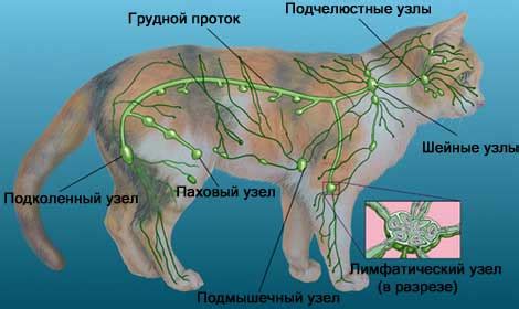 Основные причины гиперплазии лимфоузлов подчелюстной области у кошек