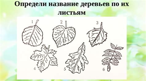 Основные пути опознания тысячелистных по их листьям
