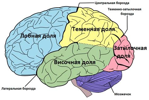 Основные разновидности поражения мозга: взгляд на самую суть проблемы